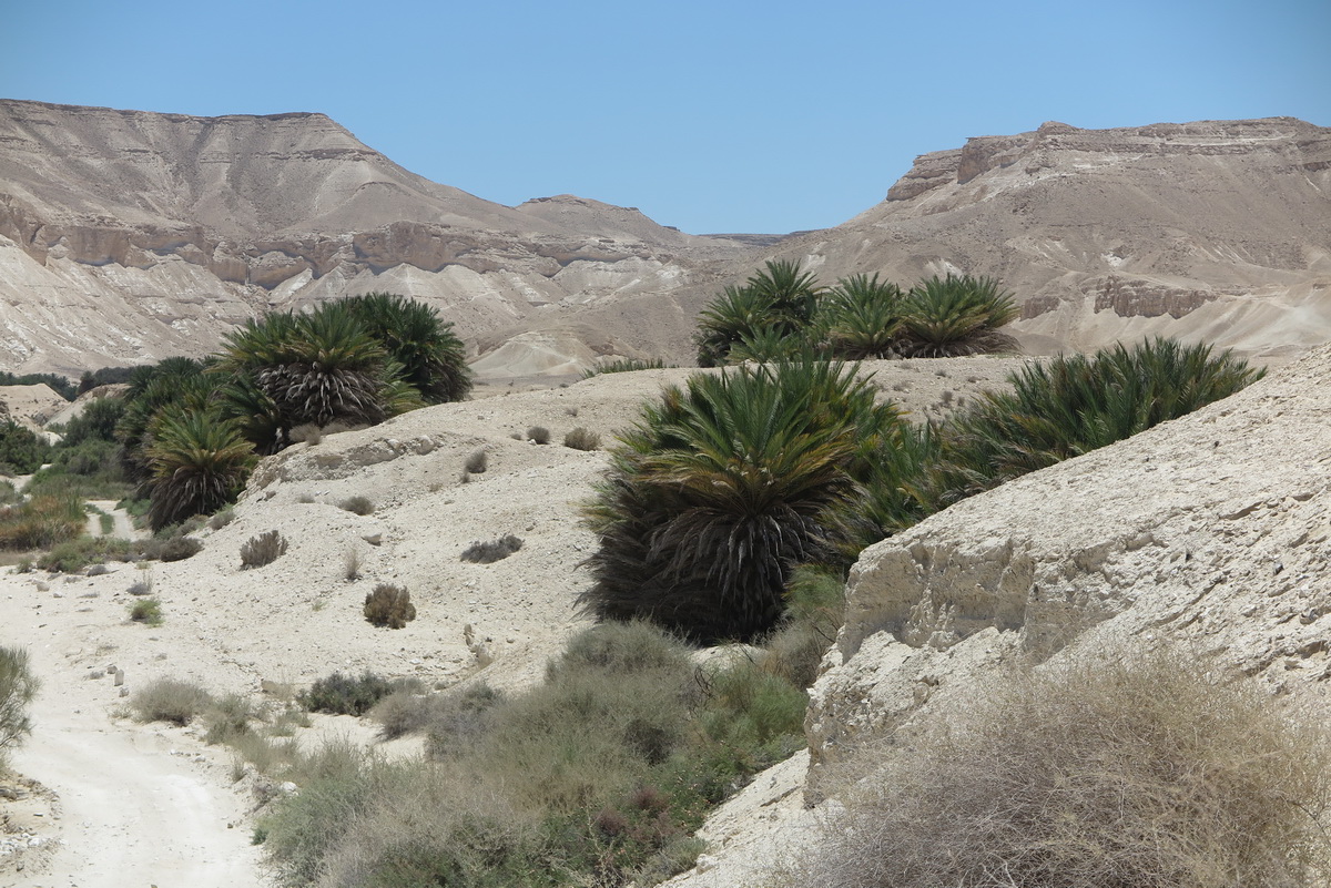 wild date palm