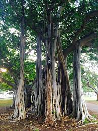 10 things you need to know about banyan trees | Under The Banyan