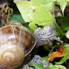 Roman Snail