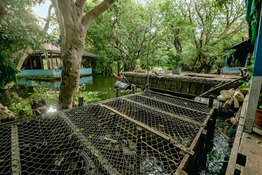 caged crocodiles