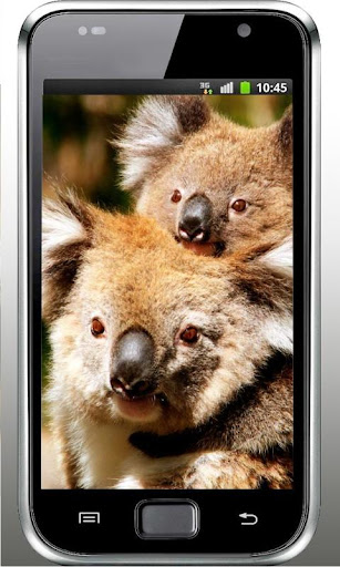 Koala Bear live wallpaper