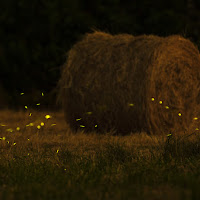 stelle a portata di mano di 