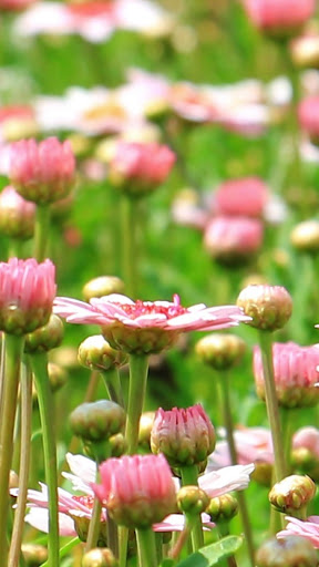 MyWALL Flower Wallpaper