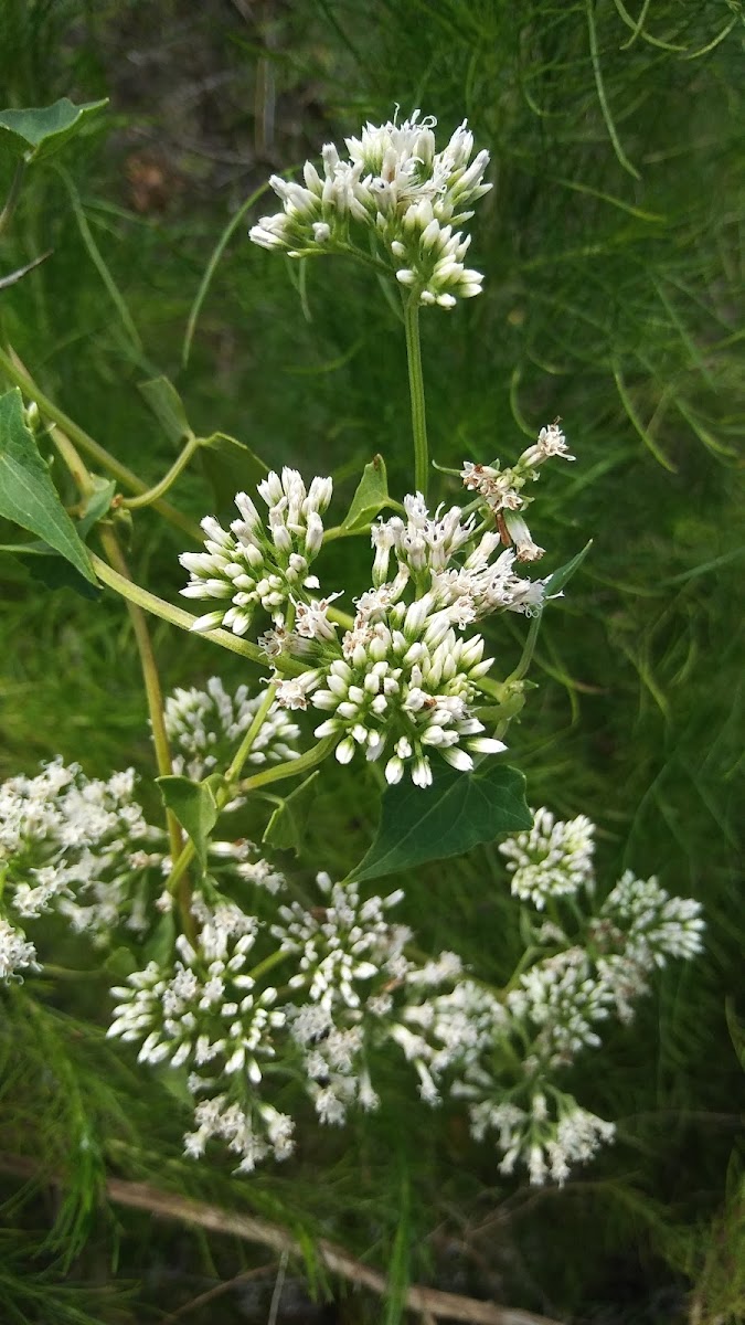 Climbing Hempweed