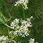 Climbing Hempweed