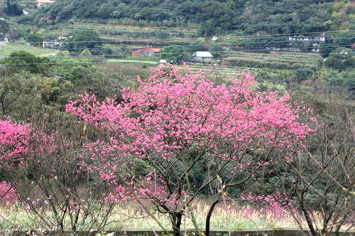 【無極天元宮】北海岸景點推薦.三芝櫻花季