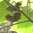 Unknown Seedpod