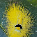 Yellow Tussock moth Caterpillar