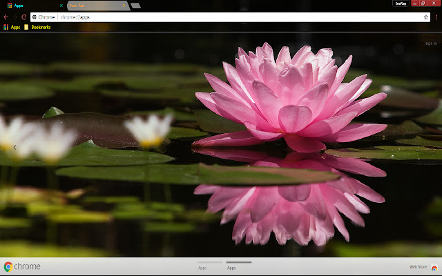 Flower Lily Pink Reflection chrome extension