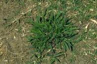 Smooth crabgrass.