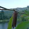 Bagworm moth case