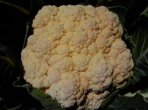 CAULIFLOWER
TIPS & INFO.