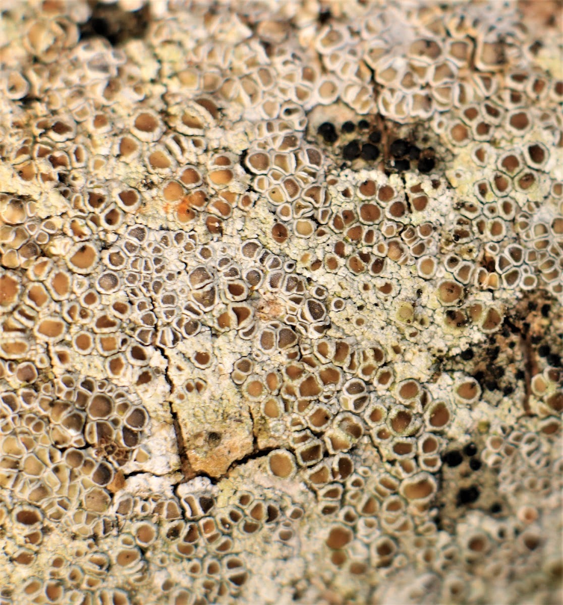 Brown-eyed Rim Lichen