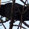 Great-tailed Grackle