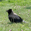 Hooded crow