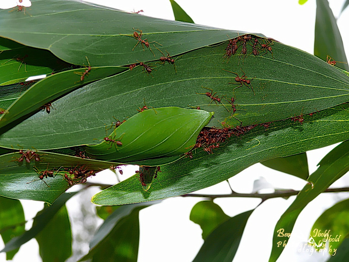 Weaver ants