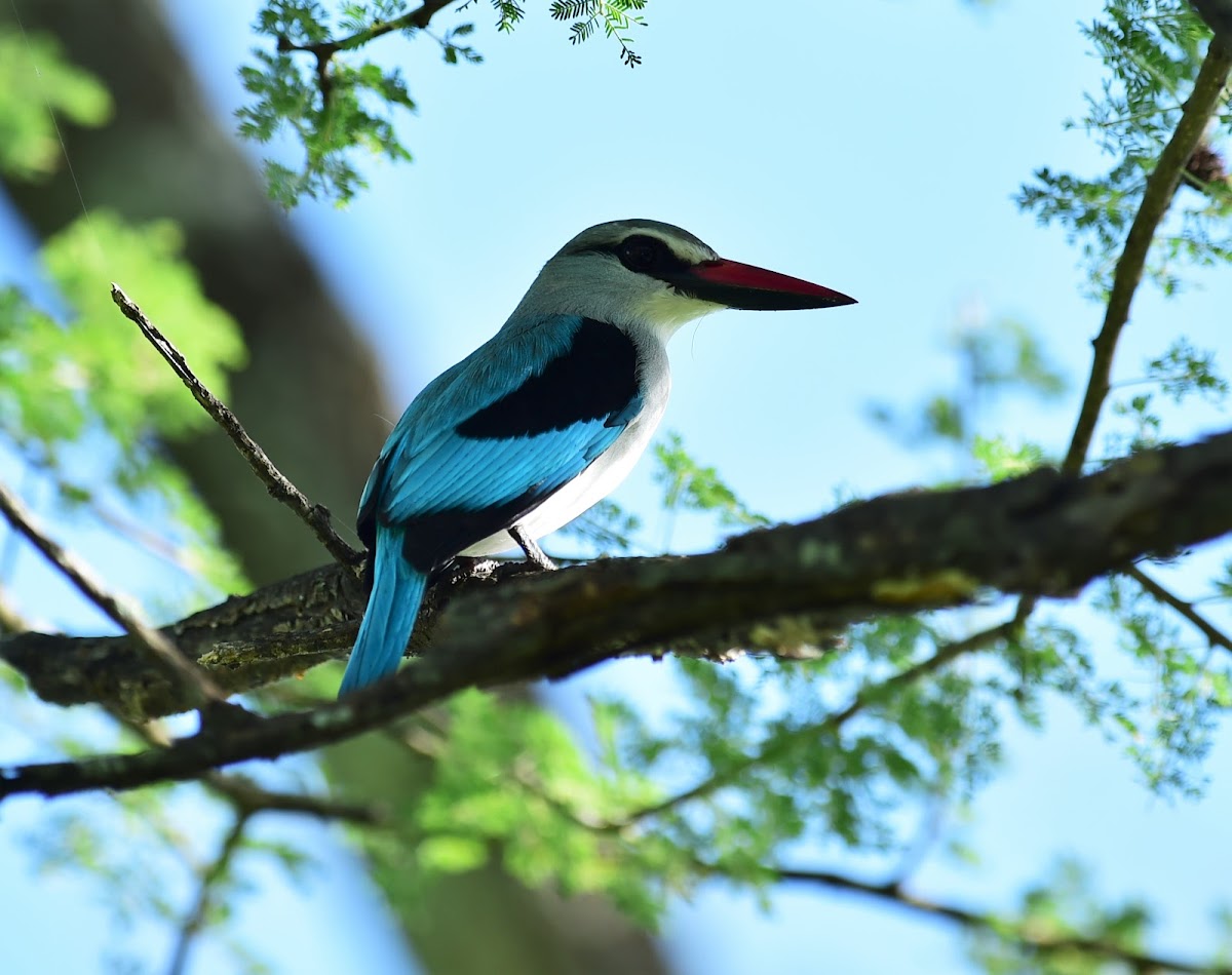 Kingfisher - Woodland Kingfisher