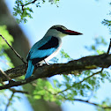 Kingfisher - Woodland Kingfisher