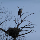 Bald Eagle (and Magpies)