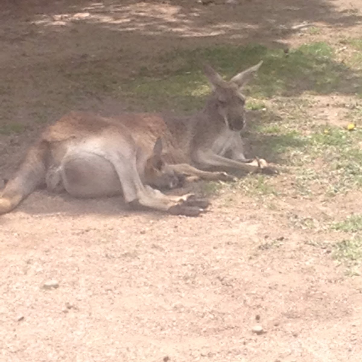 Red kangaroo female with Joey