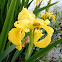 Yellow Flag Iris