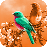 Cover Image of Télécharger Photo Color Changer 1.0.3 APK