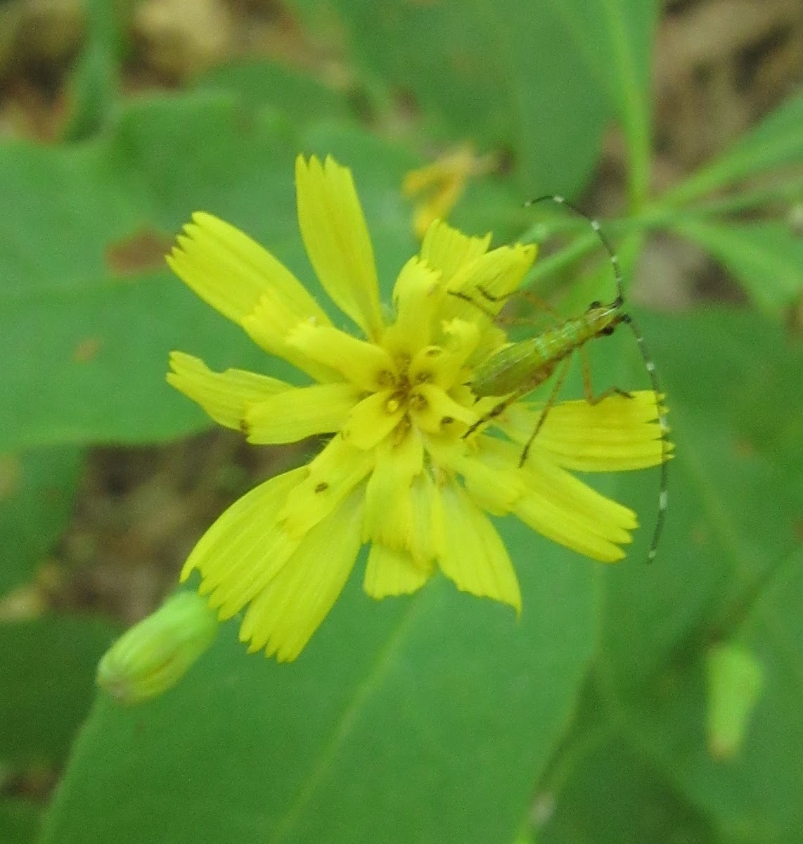 Bush Katydid nymph