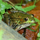 Green Frog