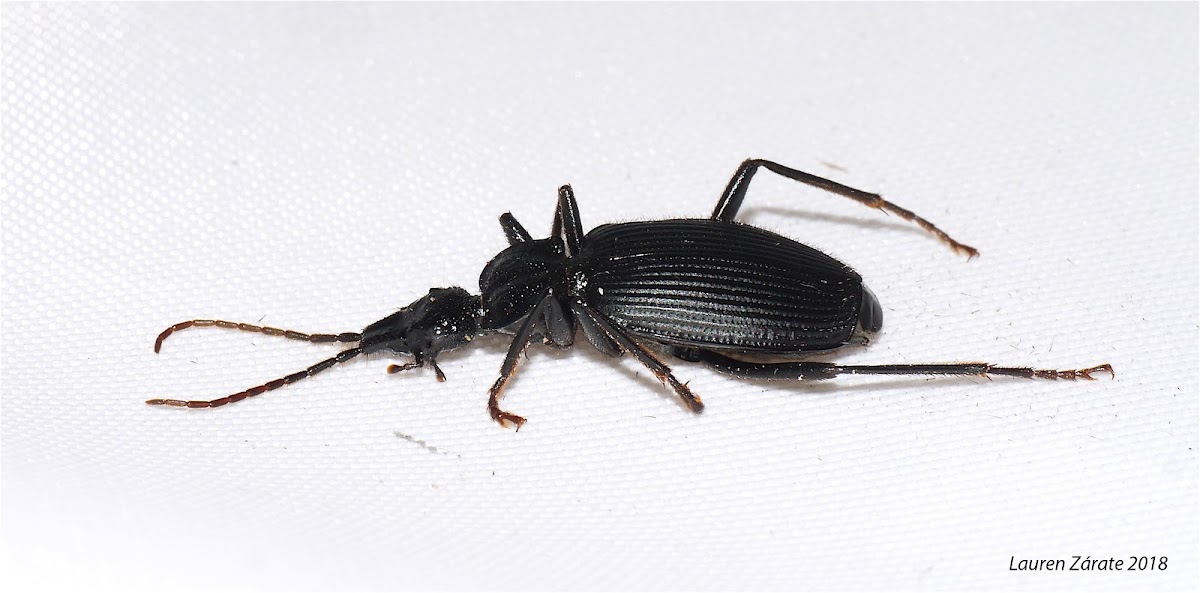 Ground Beetle