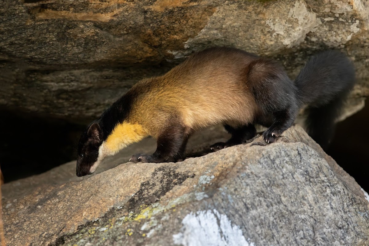 yellow-throated marten