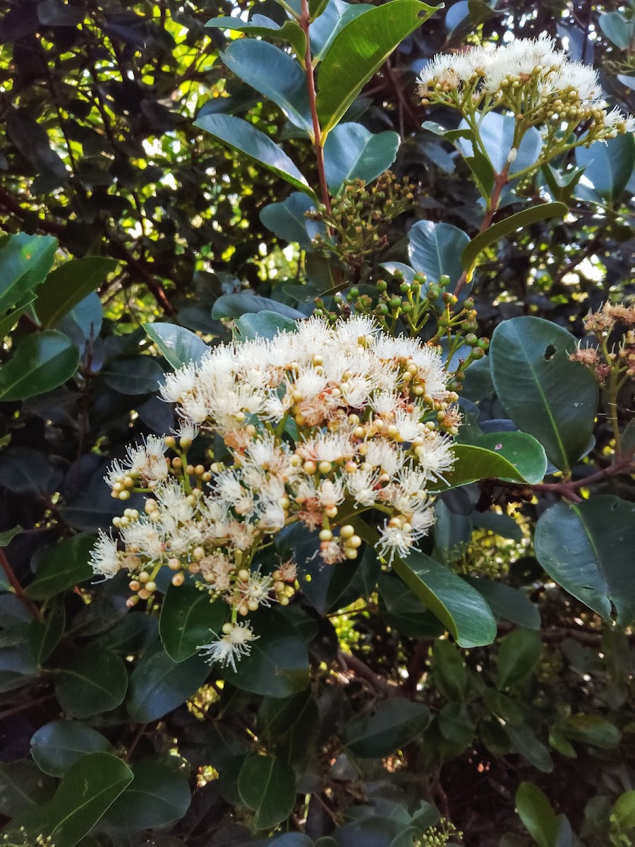 Java Plum Tree