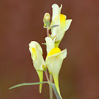 Yellow Toadflax