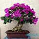 Download The Best Japanese Bonsai Design For PC Windows and Mac 1.0