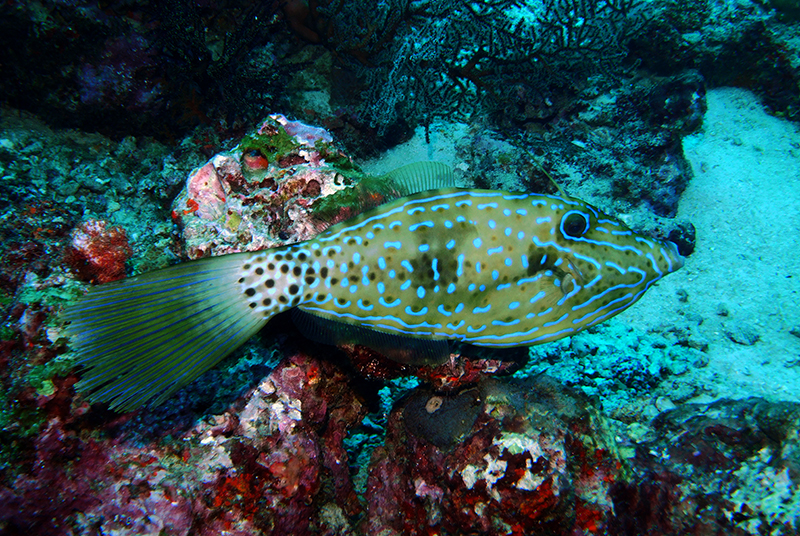 Scrawled filefish