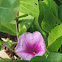 Seaside Morning Glory, Railroad Vine