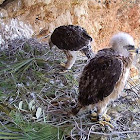 Bonelli's Eagle; Aguila Perdicera