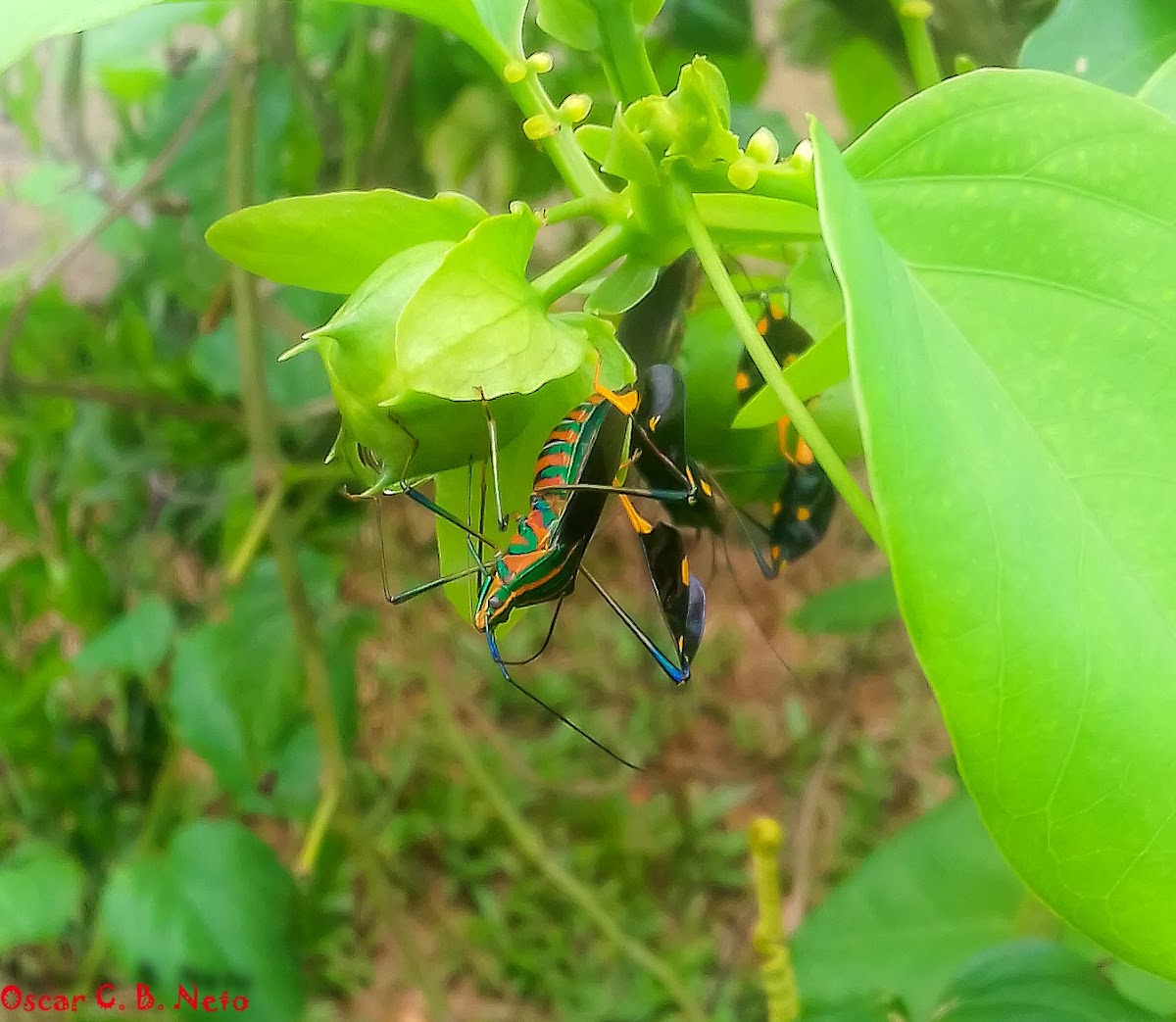 Percevejo-do-Maracujá / Diactor Leaf-Footed Bug