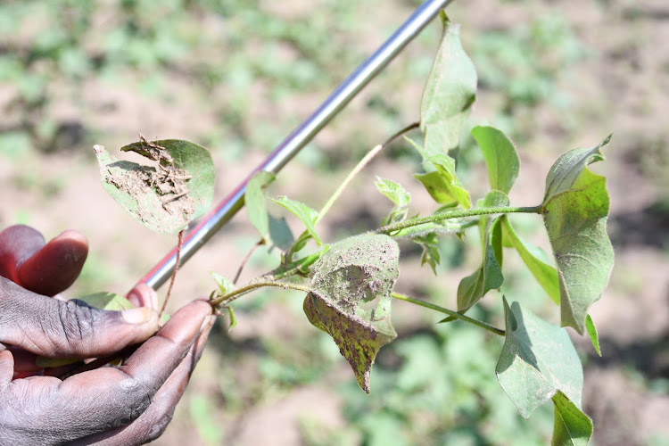 Some farmers have resorted to uprooting some the most affected cotton crops to prevent the aphids from spreading in their farms.