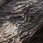 Emerald cockroach wasp