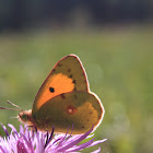 Clouded Yellow