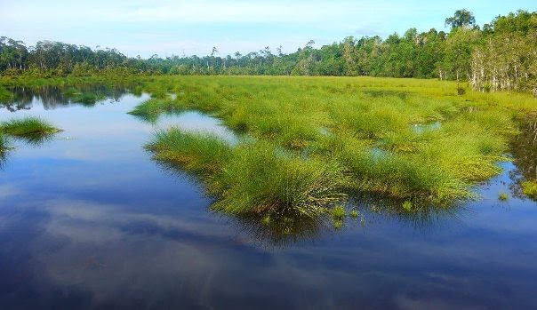 Labi Forest Reserve / Melhores locais para visitar no Brunei