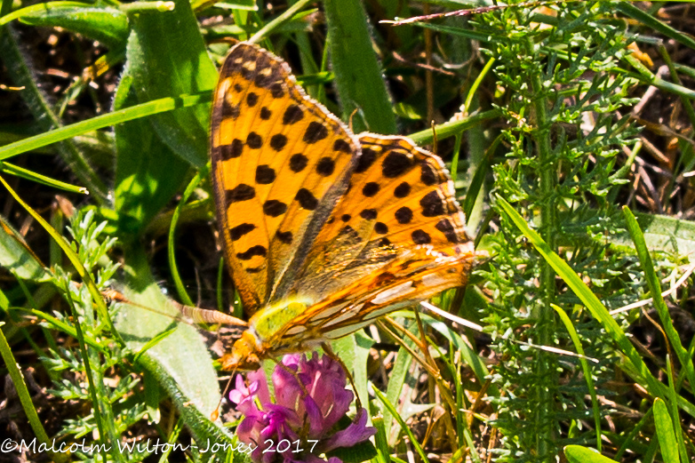 Queen of Spain Fritillary