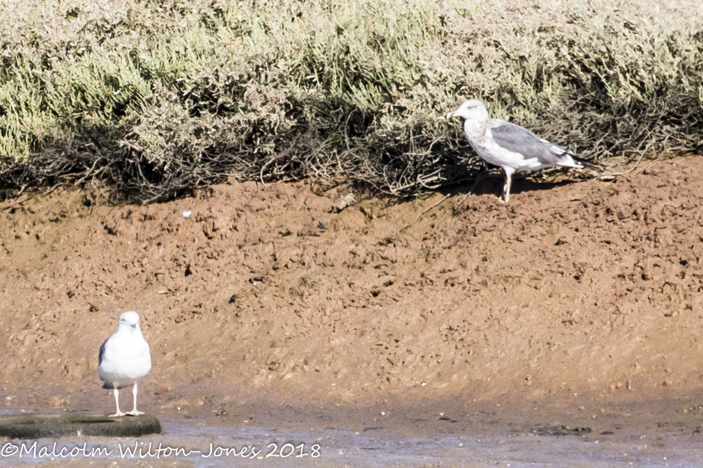 Lesser Black-backed Gull