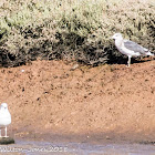 Lesser Black-backed Gull