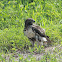 Red Tailed Hawk