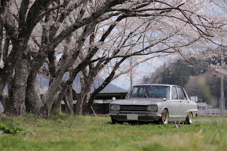 スカイラインの桜とコラボ🌸・サクラと愛車・桜・ピックアップチャレンジに関するカスタム事例の投稿画像1枚目