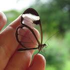 Glasswinged butterfly