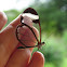 Glasswinged butterfly