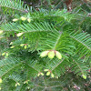 Pine tree buds