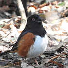 Eastern Towhee